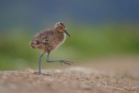 Curlew Chick